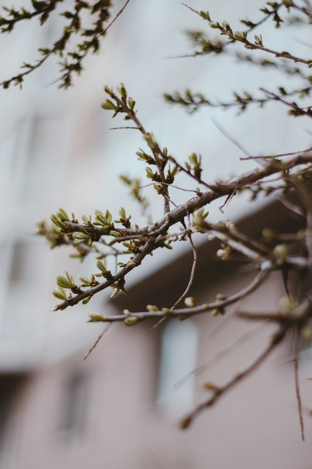 green leaves on brown tree branch