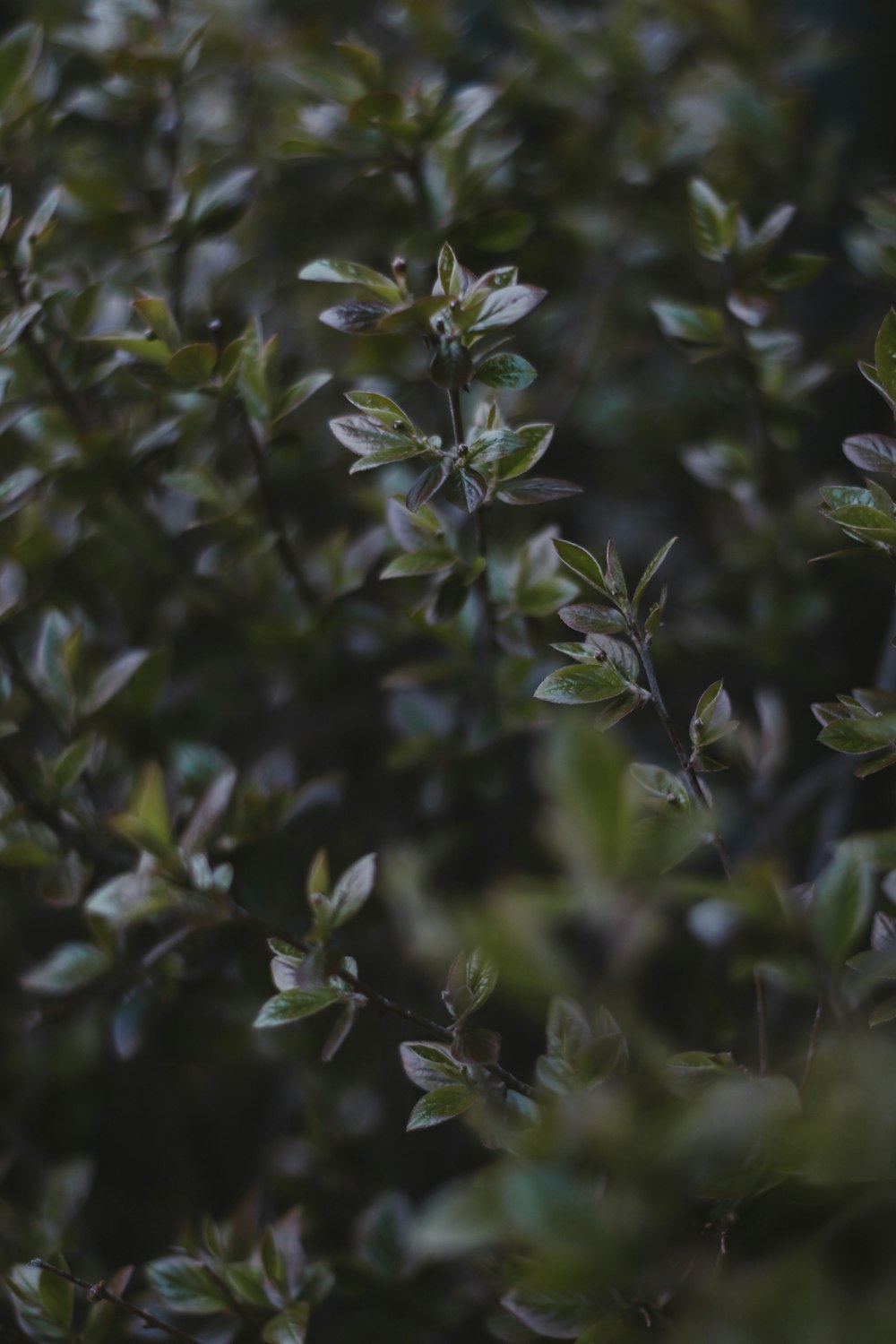 green plant in close up photography