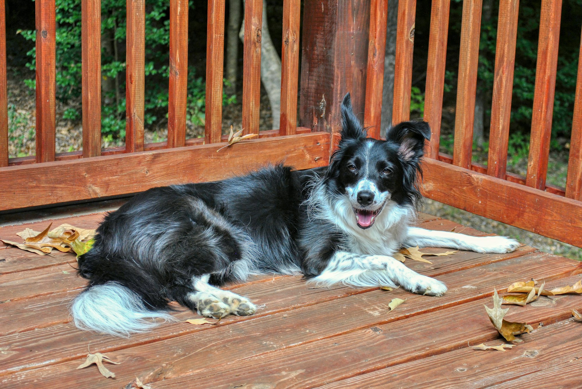 herding dogs