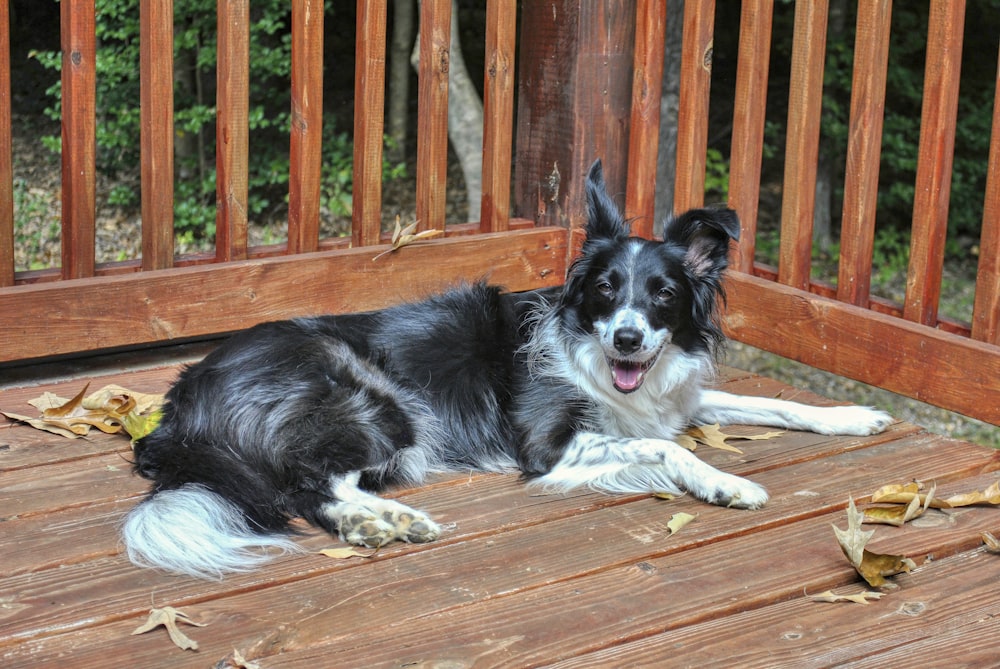 black and white border collie lying on brown wooden floor