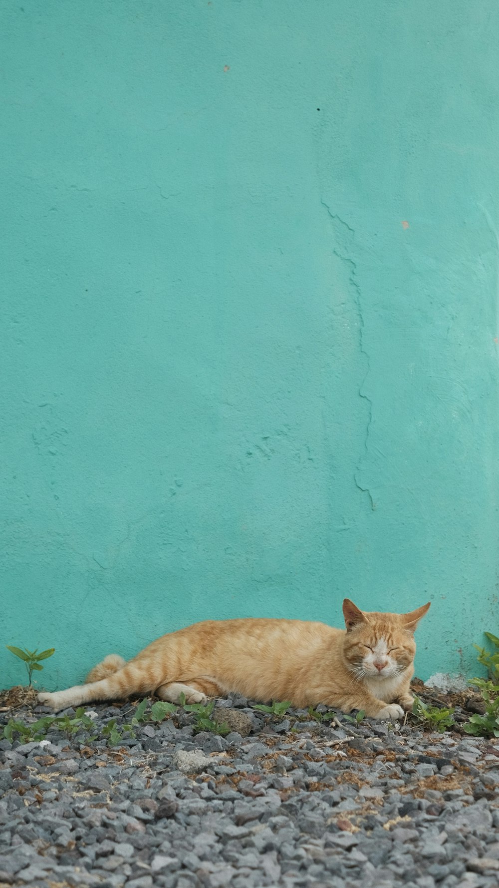 orange tabby cat lying on green grass