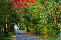 A peaceful road winding through lush greenery, symbolizing the calm journey we provide.