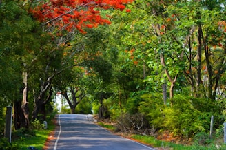A peaceful road winding through lush greenery, symbolizing the calm journey we provide.