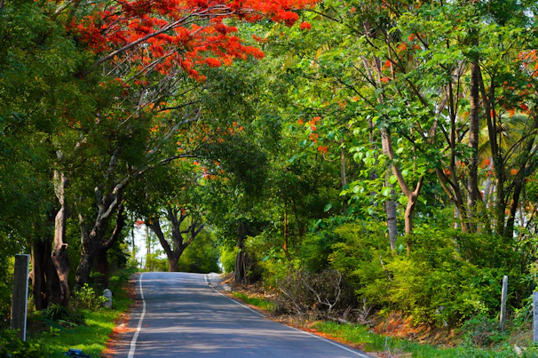 A peaceful country road lined with tall trees and wildflowers in bloom