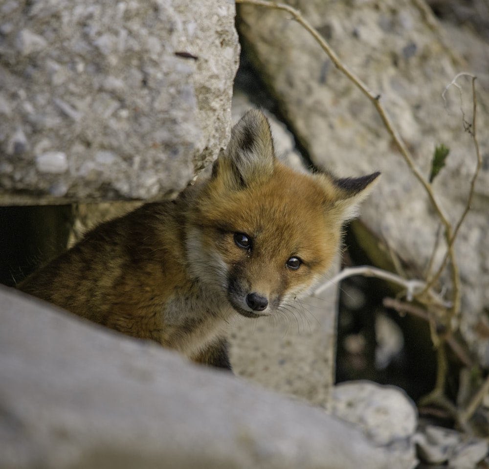 brown fox on gray rock