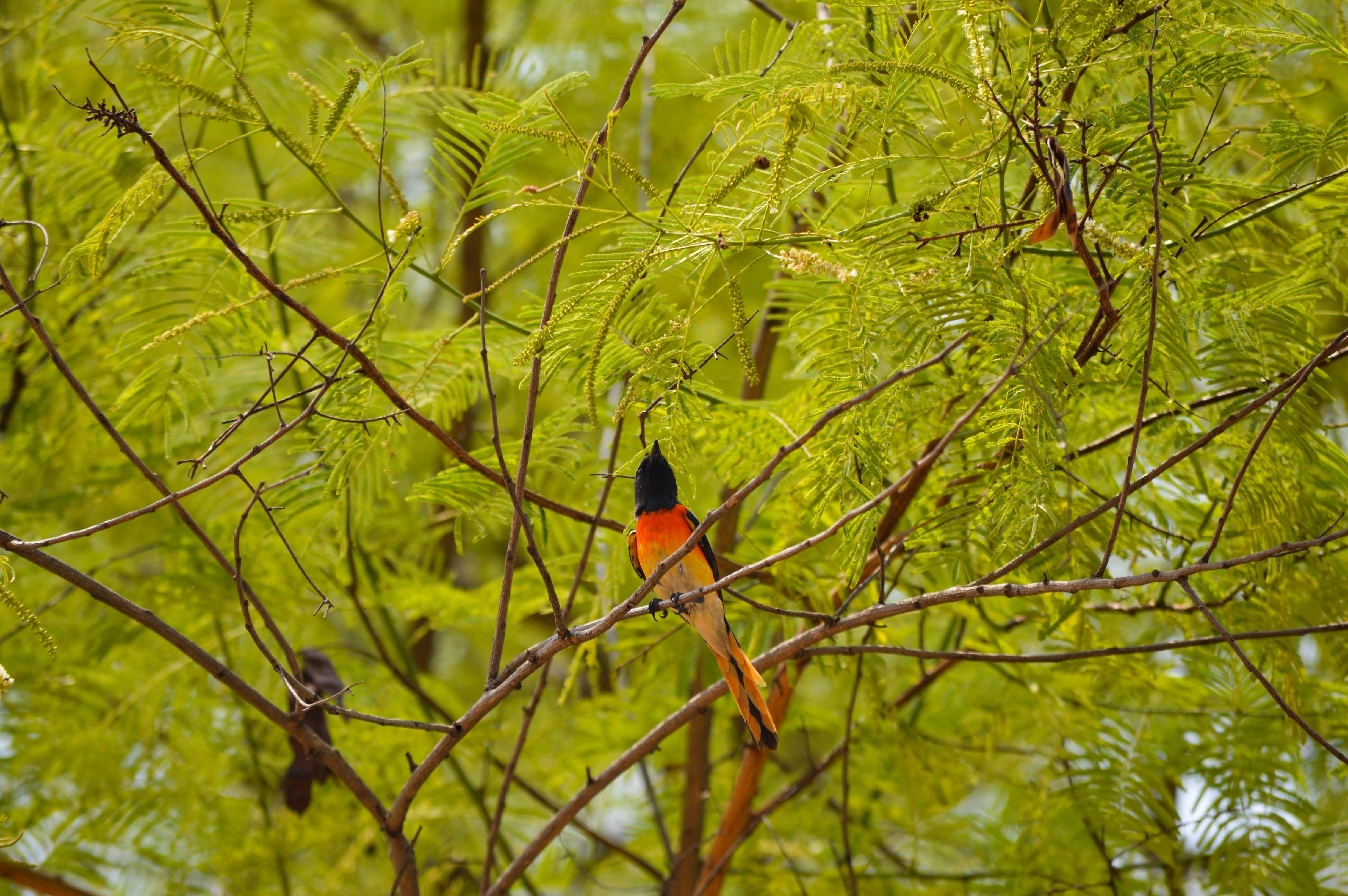 Photo by arunnambissan