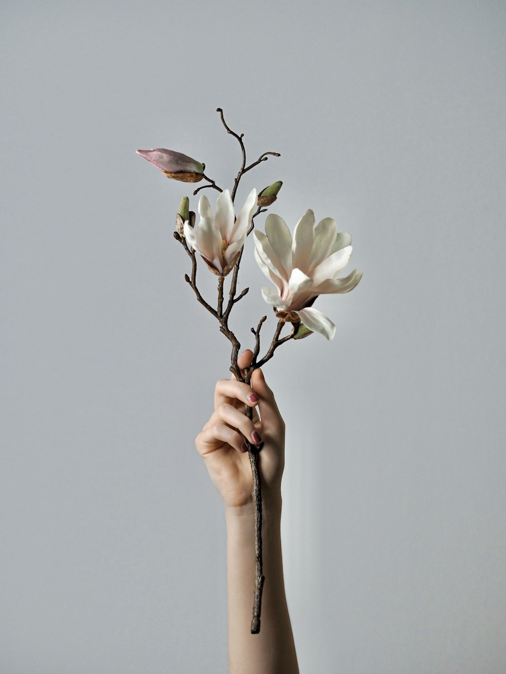 person holding white petaled flower