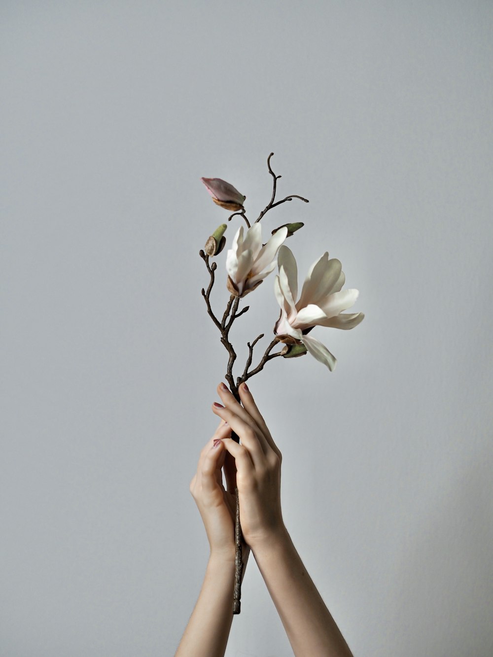 person holding white petaled flower