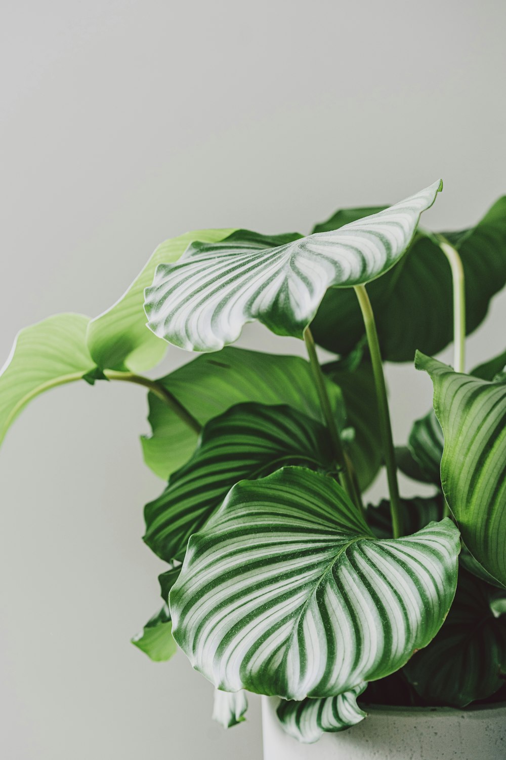 green leaves on white background