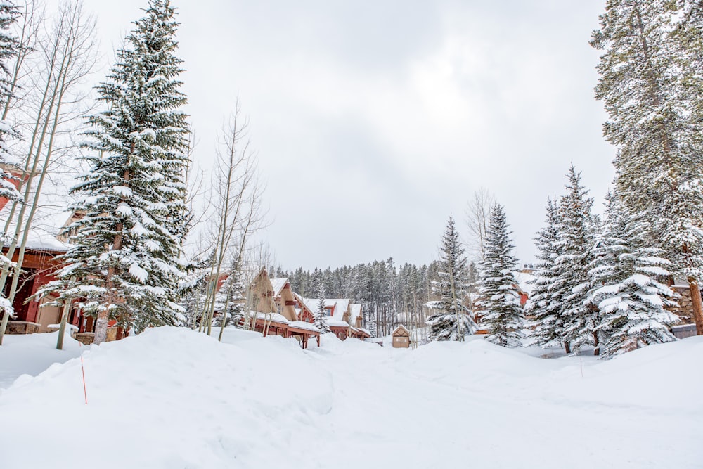 snow covered trees and houses during daytime