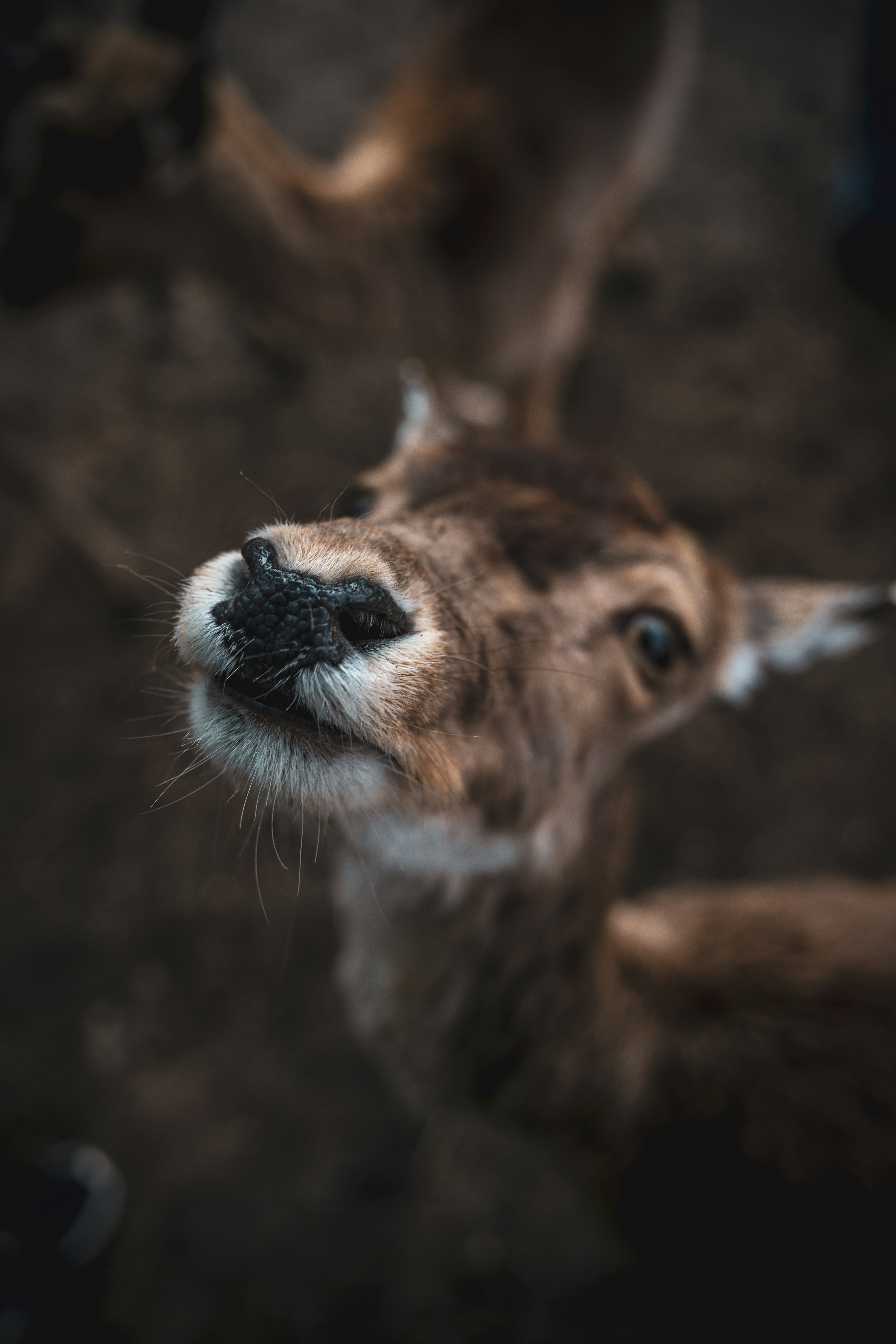 brown and white deer in close up photography