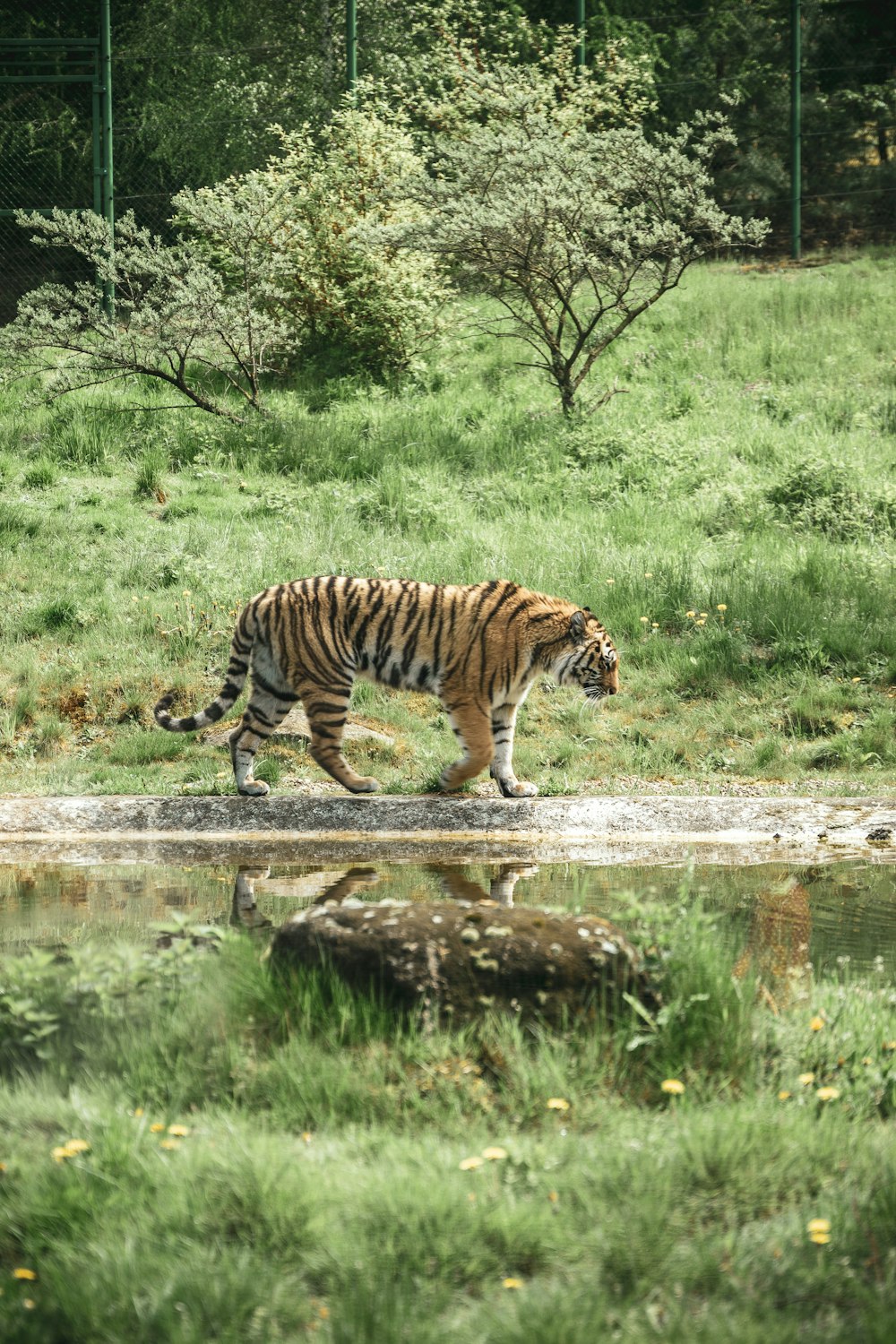 tiger walking on river during daytime
