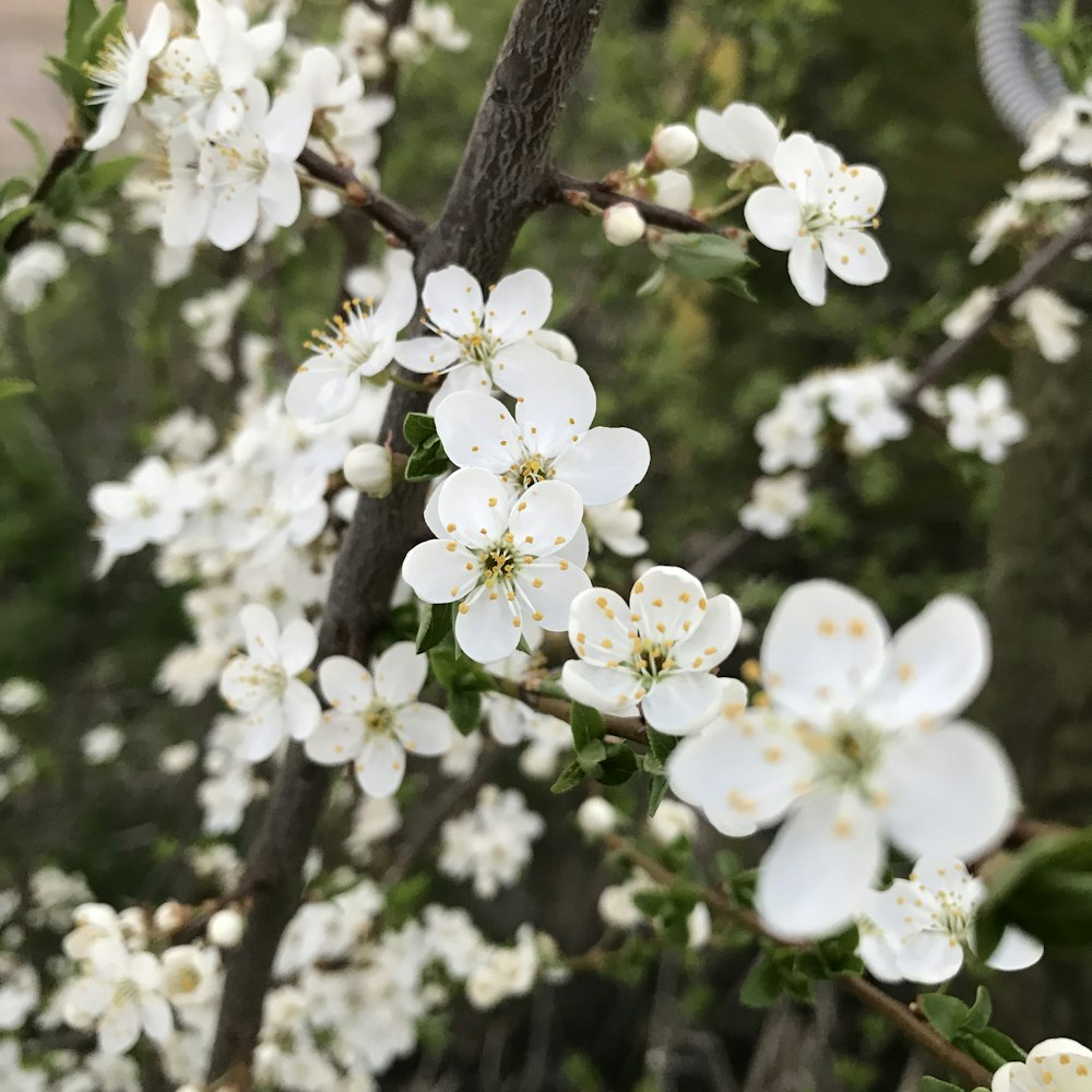 white cherry blossom in bloom during daytime