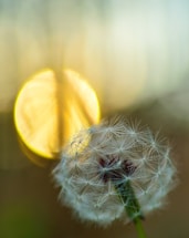 A warm close-up of a dandelion seed head glowing softly in morning light.