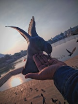 A person holds out a hand with seeds, attracting a pigeon that hovers in mid-air with wings extended, about to land and feed. In the background, there is a reflective body of water with a distant shoreline, including buildings and trees under a softly lit sky.