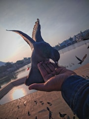 A person holds out a hand with seeds, attracting a pigeon that hovers in mid-air with wings extended, about to land and feed. In the background, there is a reflective body of water with a distant shoreline, including buildings and trees under a softly lit sky.