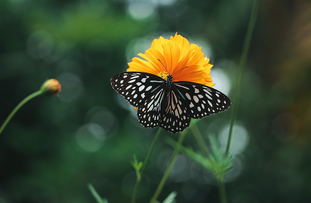 black and white butterfly on orange flower