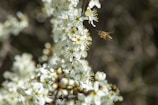 A honeybee hovering mid-flight over a cluster of bright blossoms.