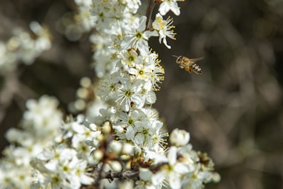 A honeybee hovering mid-flight over a cluster of bright blossoms.
