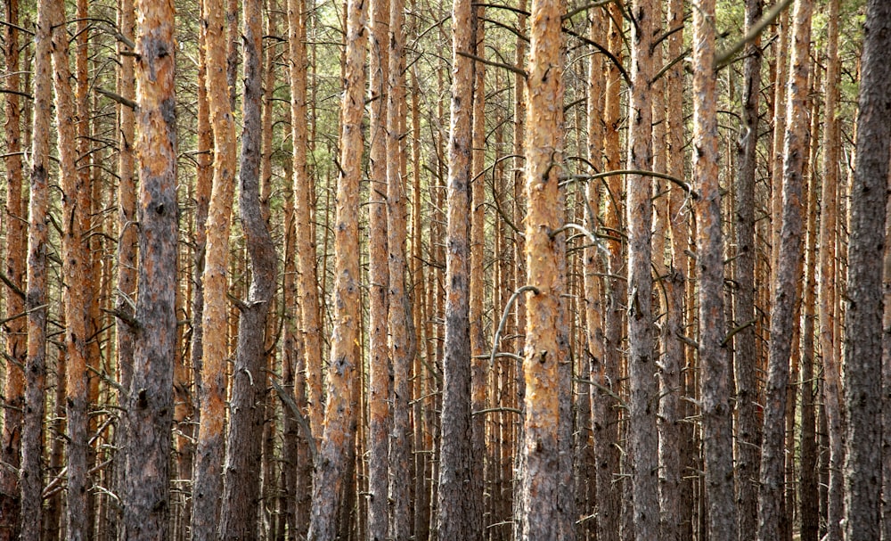 brown tree trunk during daytime