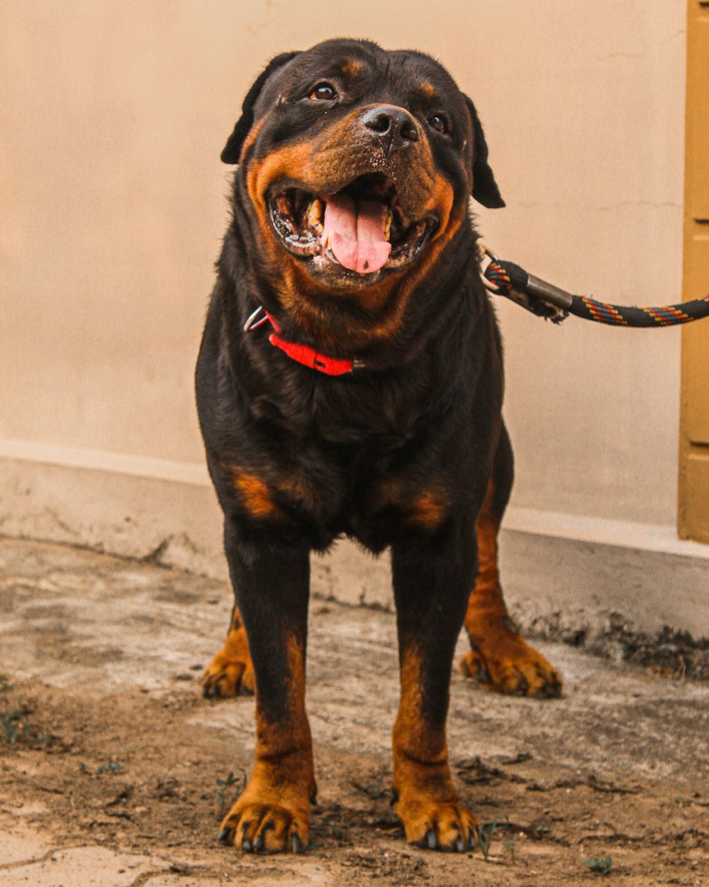 black and tan rottweiler puppy