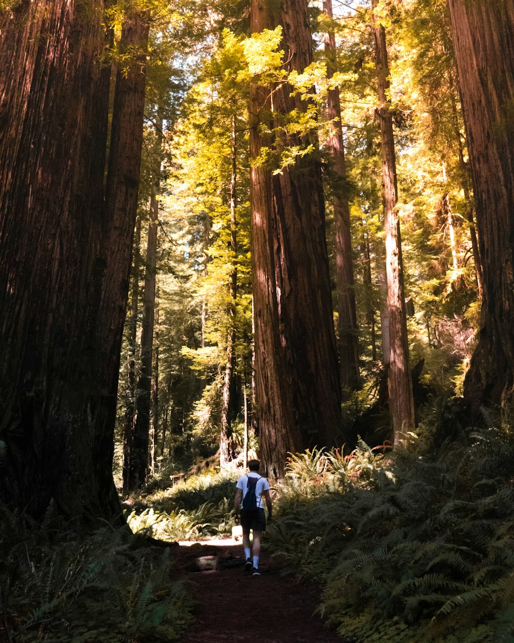 person in blue jacket and blue denim jeans walking on forest during daytime