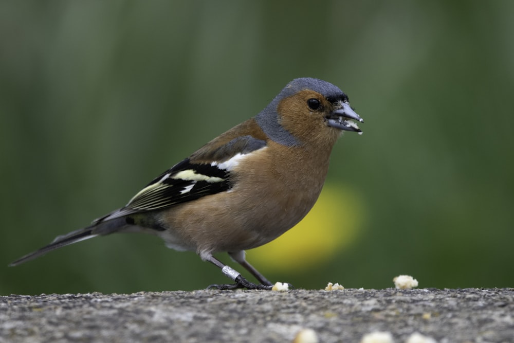 blue and brown bird on gray rock