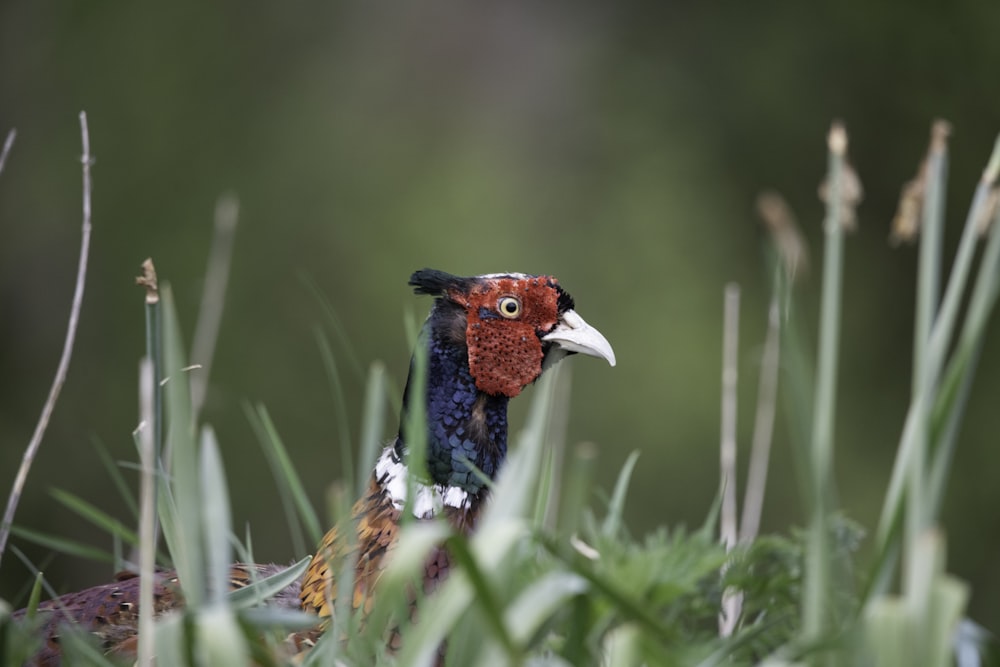 blue and red peacock on green grass during daytime