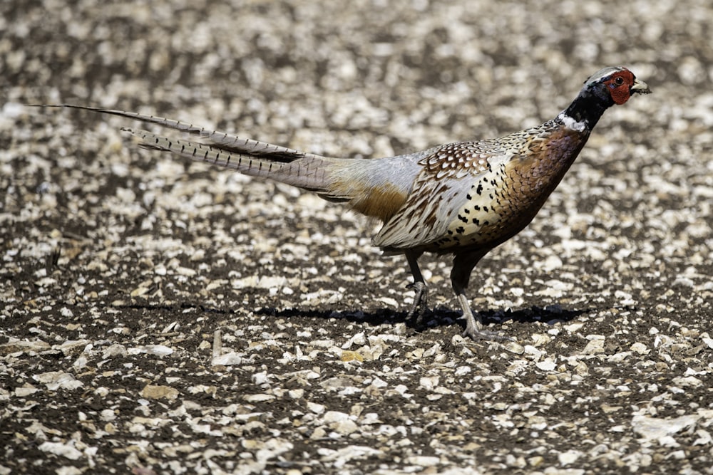 pájaro marrón y negro en el suelo durante el día