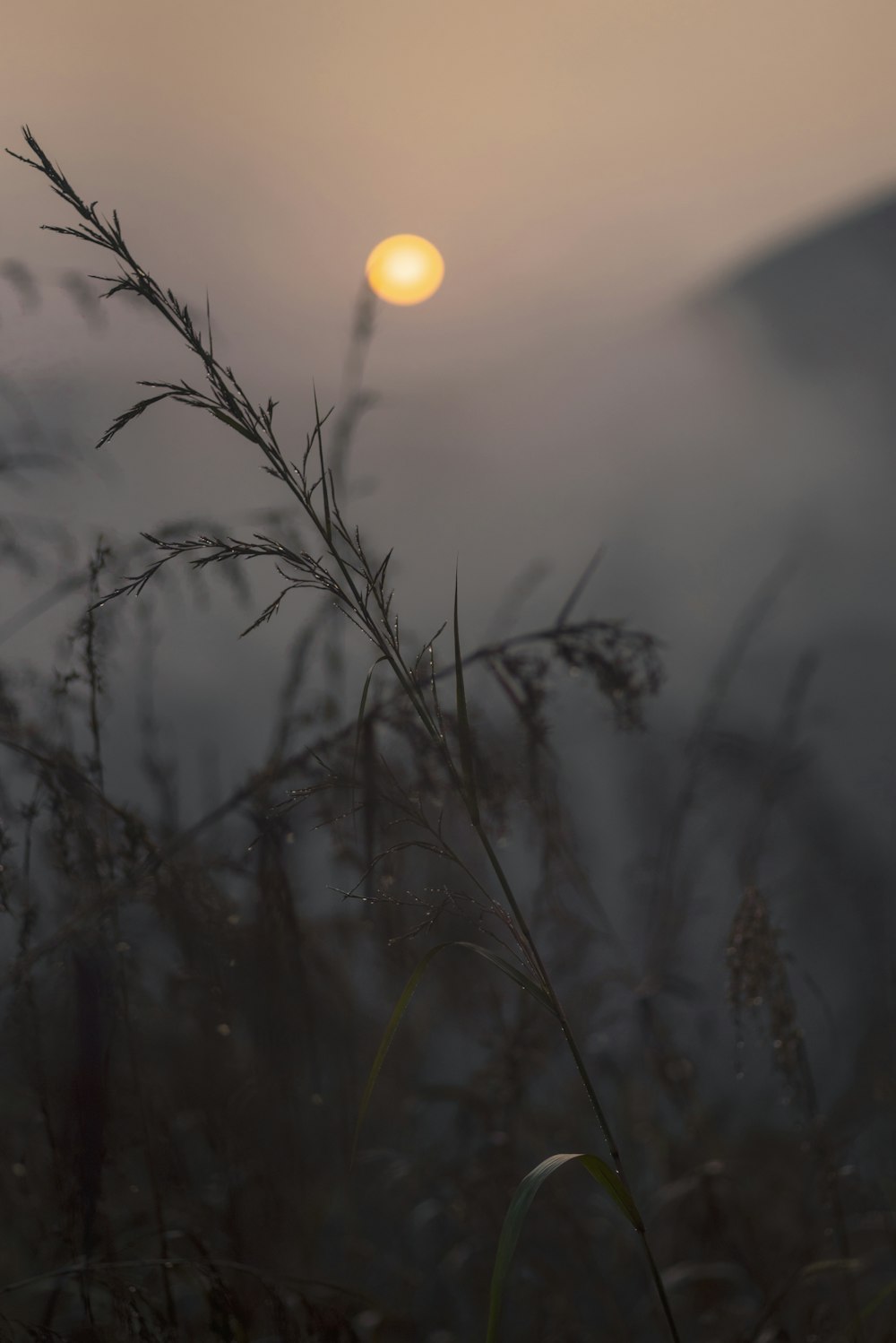 Herbe verte pendant l’heure dorée