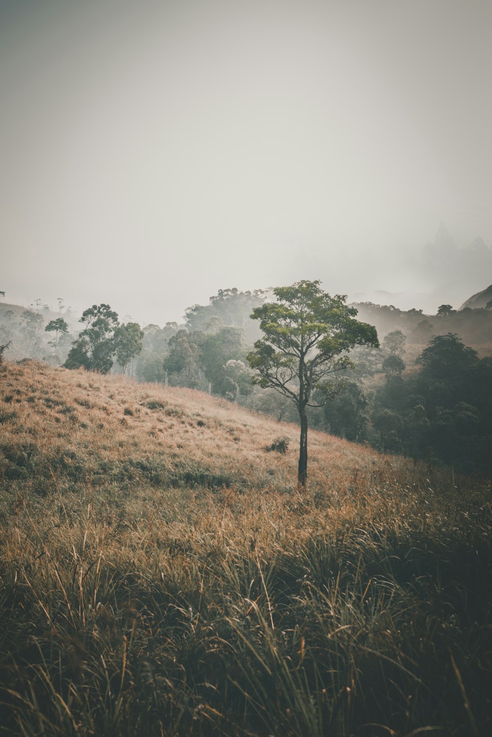 green grass field with trees