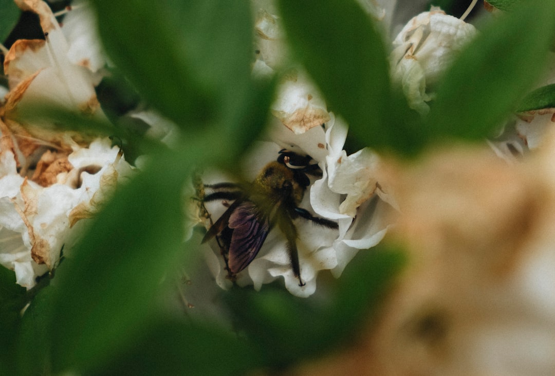 brown and black bee on white flower