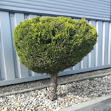 Mulch and rock landscaping around flower beds with neatly trimmed shrubs and trees