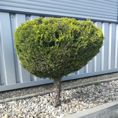 Cleaned-up garden bed with neatly trimmed shrubs and fresh mulch.