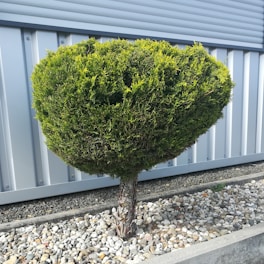 A well-maintained, rounded shrub planted in a gravel bed. Behind it is a corrugated metal wall providing a modern backdrop. The shrub is pruned into a neat, symmetrical shape and is surrounded by a neat border of small stones.
