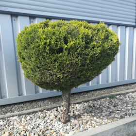 A vibrant flowering shrub bed after professional shaping and pruning.