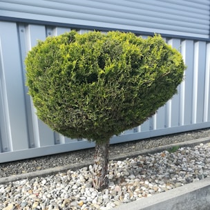A well-maintained, rounded shrub planted in a gravel bed. Behind it is a corrugated metal wall providing a modern backdrop. The shrub is pruned into a neat, symmetrical shape and is surrounded by a neat border of small stones.