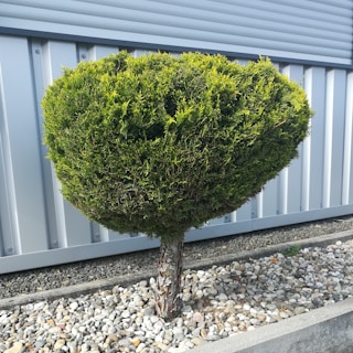 A well-maintained, rounded shrub planted in a gravel bed. Behind it is a corrugated metal wall providing a modern backdrop. The shrub is pruned into a neat, symmetrical shape and is surrounded by a neat border of small stones.