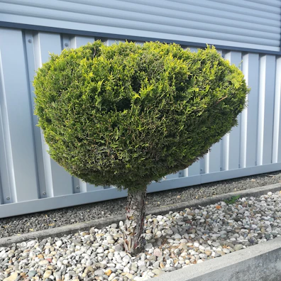 Before and after photos of a residential yard transformed with fresh shrub planting and neat pruning.