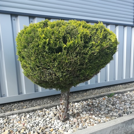 A neatly pruned shrub showcasing clean lines and healthy growth.