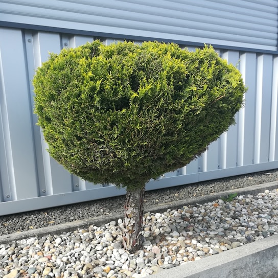 A well-maintained, rounded shrub planted in a gravel bed. Behind it is a corrugated metal wall providing a modern backdrop. The shrub is pruned into a neat, symmetrical shape and is surrounded by a neat border of small stones.