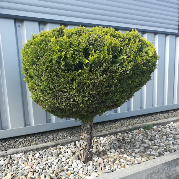 A modern front yard featuring trimmed shrubs, colorful flower beds, and a clean mulch border.