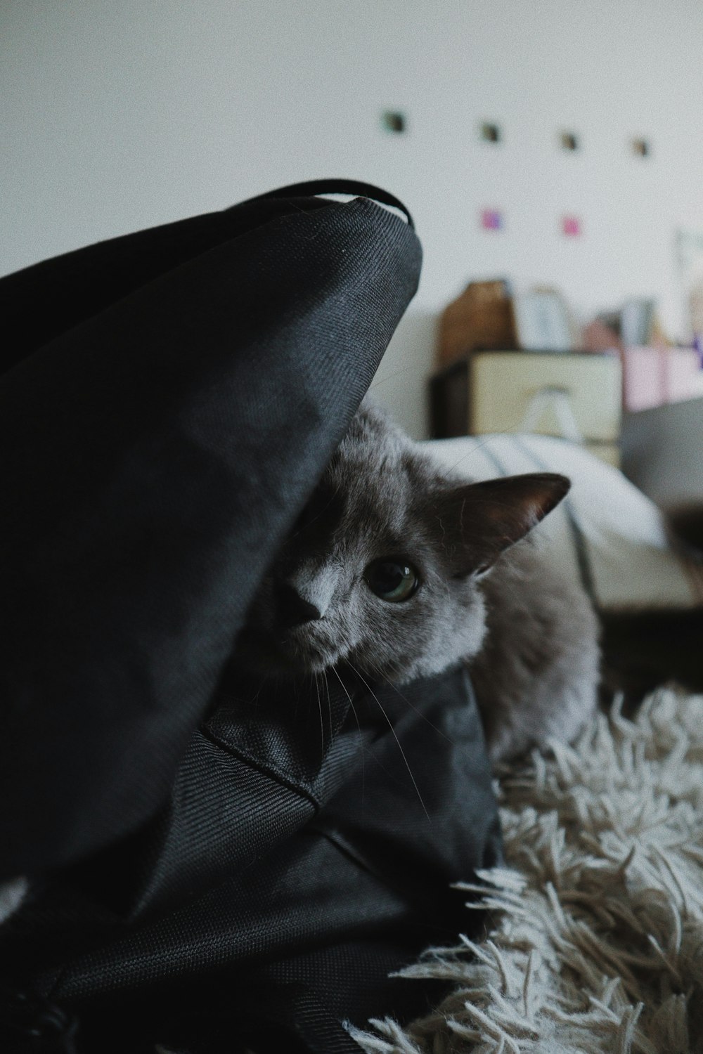 black and white cat on black textile
