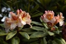 Two blooming rhododendron flowers display delicate pink petals with a speckled red-orange center atop rich green leaves. The lighting and shadows suggest a serene garden setting.