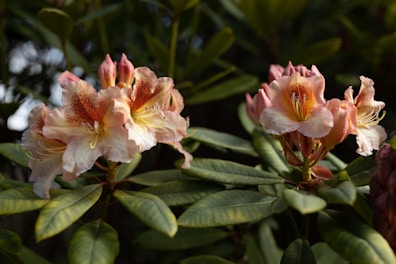 Two blooming rhododendron flowers display delicate pink petals with a speckled red-orange center atop rich green leaves. The lighting and shadows suggest a serene garden setting.
