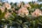 Clusters of light pink and white rhododendron flowers, surrounded by lush green leaves, are in full bloom. The petals have delicate shades of blush with deep pink centers, and unopened buds are visible among the mature flowers.