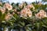 Clusters of light pink and white rhododendron flowers, surrounded by lush green leaves, are in full bloom. The petals have delicate shades of blush with deep pink centers, and unopened buds are visible among the mature flowers.