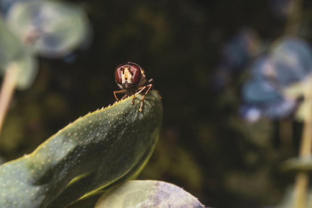 brown and black insect on green leaf