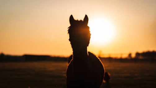 Traditional Andean llama standing proudly against the backdrop of red sunset hues