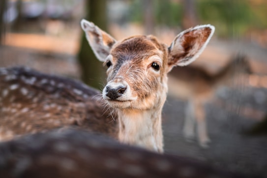 A close-up of a deer with soft, brown fur and large, expressive eyes. The background is blurred, suggesting a natural setting that enhances the focus on the deer's face. The lighting highlights the gentle features and texture of the deer's coat.
